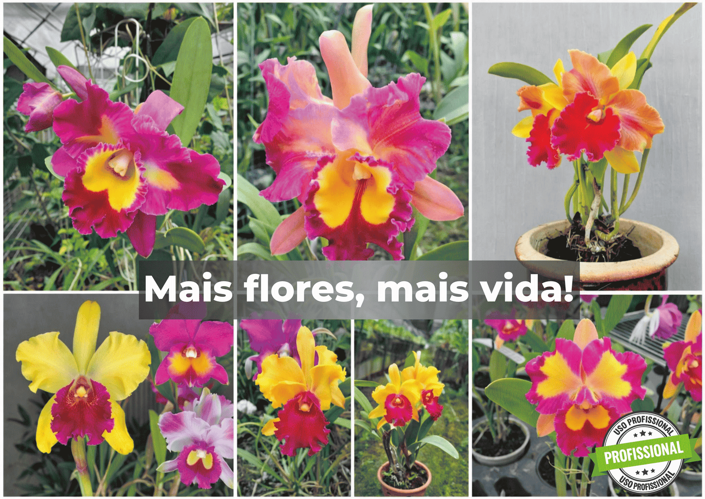 Adubo NPK 15-09-12 1kg Liberação Lenta 3 Meses – Fertilizante para Plantas, Jardim, Vasos, Orquídeas e Suculentas